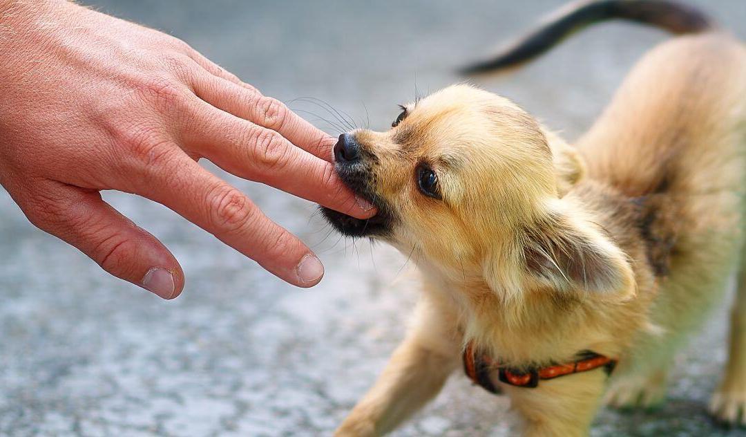 Preventing Dog Bite Injuries in West Virginia