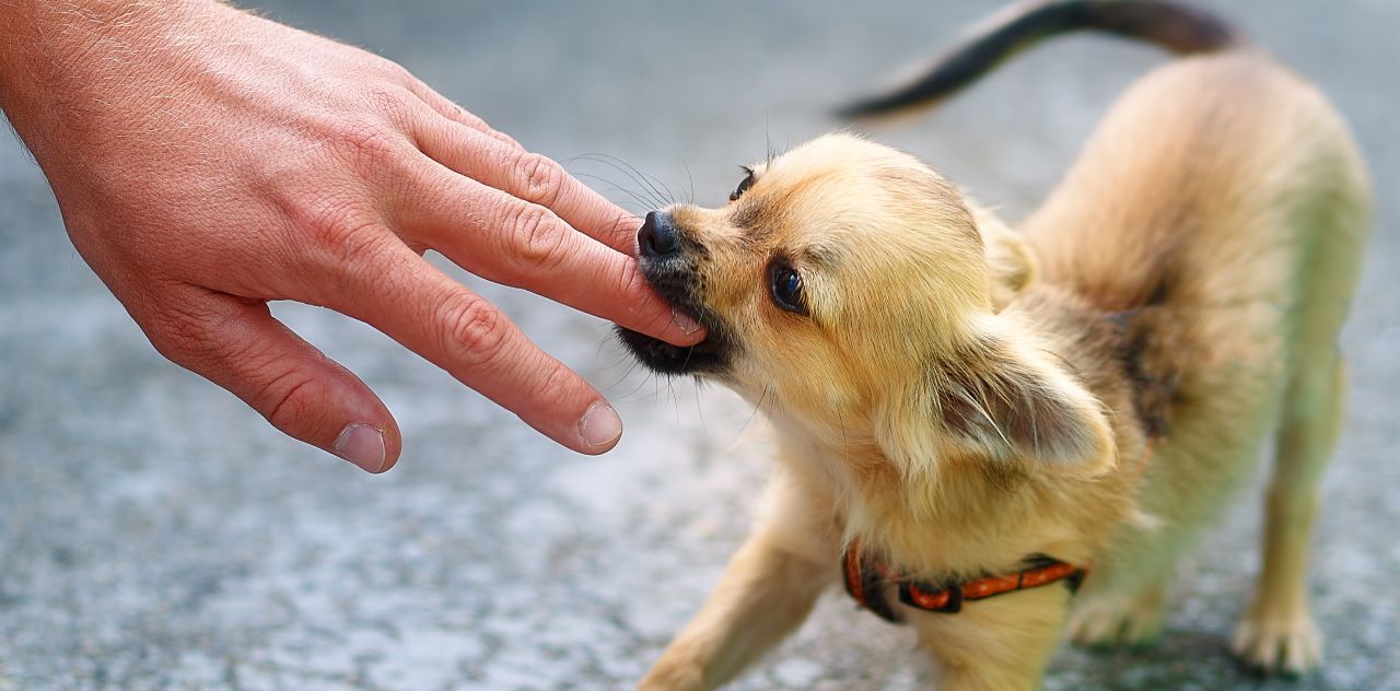 A small, light brown puppy playfully bites a person's fingers. The puppy has a fluffy coat and is standing on a textured gray surface. The person’s hand is gently reaching towards the puppy, who is wearing an orange collar.