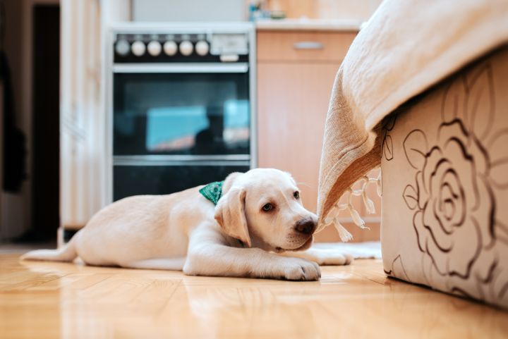 A yellow Labrador puppy with a green bandana lies on a wooden floor, looking curiously under a bed. In the background, there is a kitchen with an oven and cabinets. The room has soft lighting and a cozy ambiance.