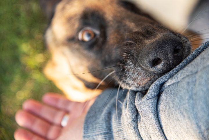 A close-up of a dog resting its chin on a person's arm. The person, wearing a gray sleeve, has an open hand visible. The dog's eye is focused upwards, and the background shows grass in soft focus.