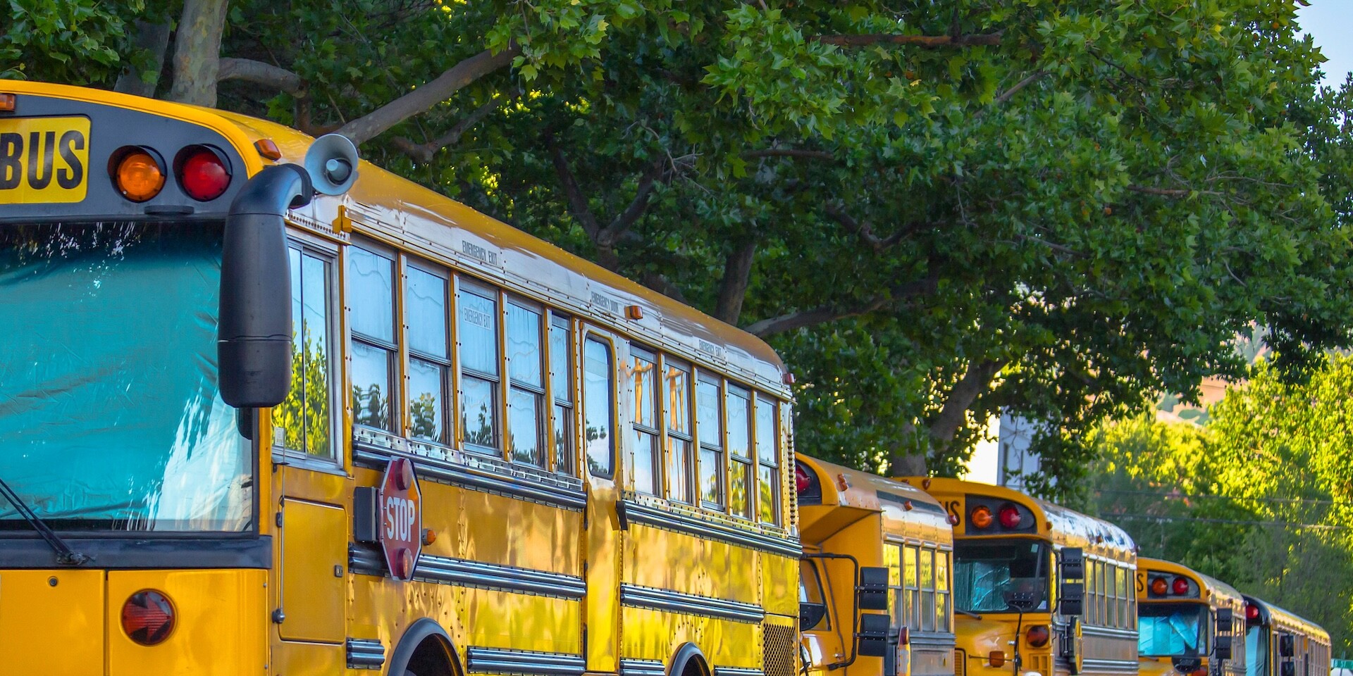 A row of yellow school buses parked along a tree-lined street on a sunny day, with green leaves and sunlight creating a vibrant atmosphere—much like learning how to recognize and respond to workplace discrimination in West Virginia.