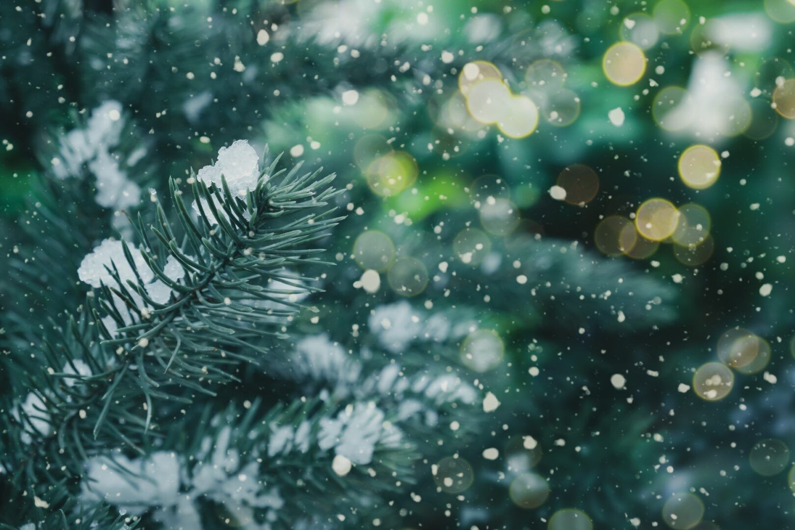 Close-up of a snow-dusted pine branch with falling snowflakes, set against a blurred background of green foliage and golden holiday lights—perfect for sharing Holiday Time-Sharing & Custody Tips for WV Families.