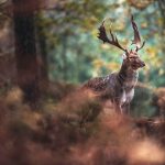Deer with antlers standing in an autumn forest