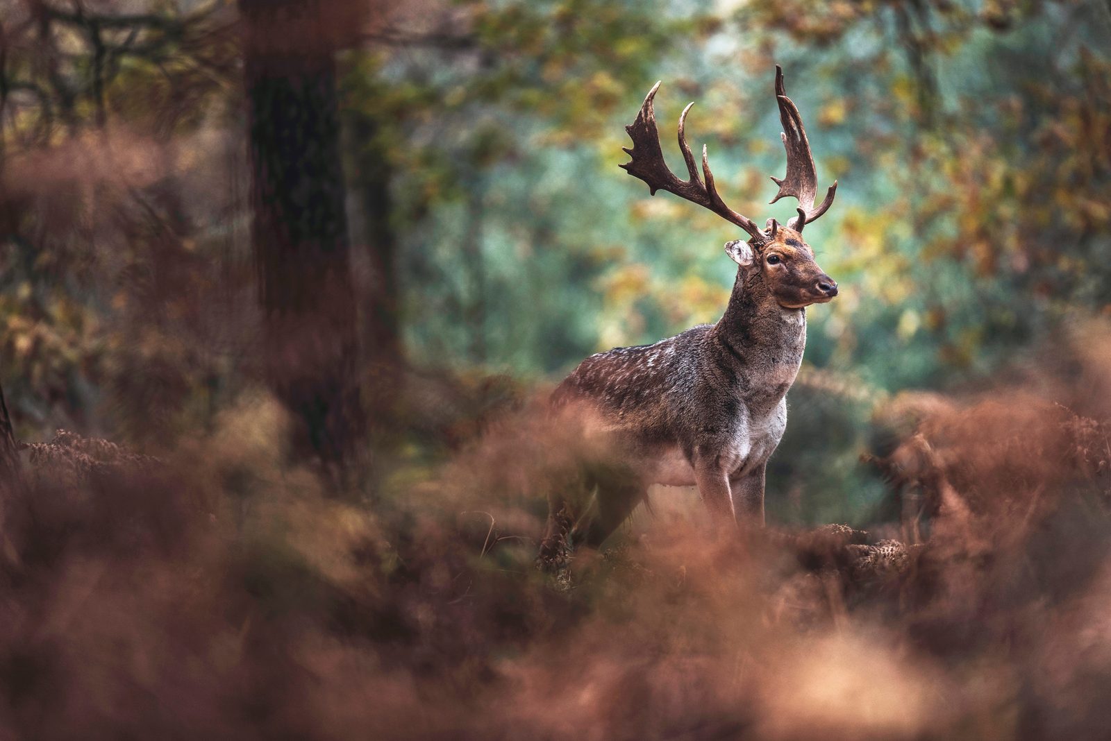 Deer with antlers standing in an autumn forest