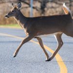 White-tailed deer crossing a two-lane road